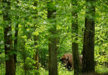 بیالوزا، آخرین بازمانده جنگل های بکر اروپا