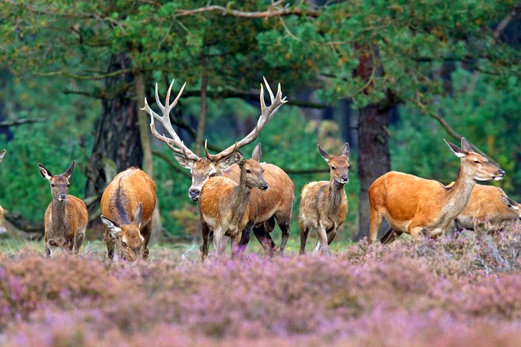 پارک ملی هوخه ویلوه، طبیعت گردی در هلند