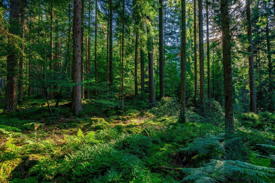 جنگل سیاه آلمان، جنگلی مرموز و شگفت انگیز